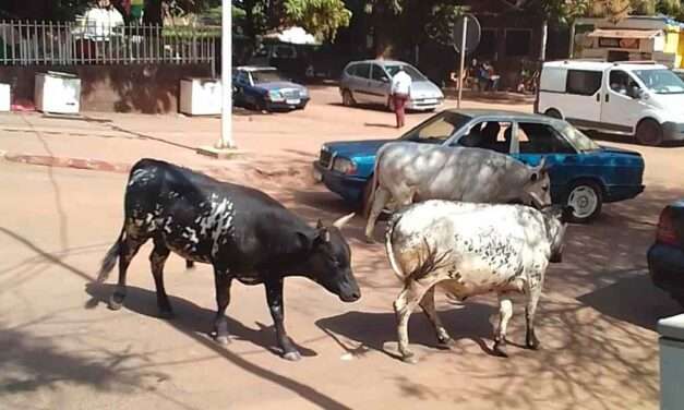 Polícia Municipal apreende animais nas ruas de Bissau.