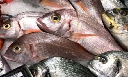 Guineenses podem comprar peixe diretamente do governo
