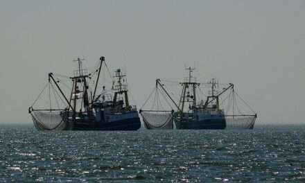 Setor marítimo: ONG denuncia “comércio triangular” pelos armadores.